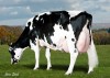 Chọn giống bò sữa chất lượng trong chăn nuôi bò