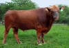 Kỹ thuật chăn nuôi bò thịt nhốt hiệu quả