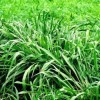 Hạt giống cỏ Mombasa