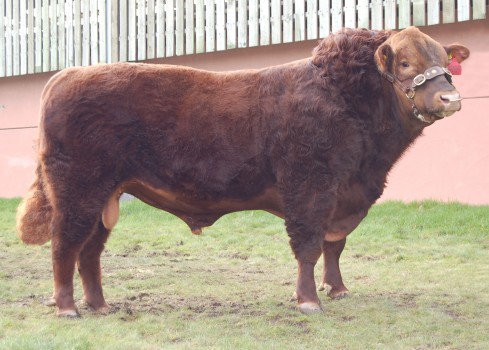 Yearsley Red Peril H090