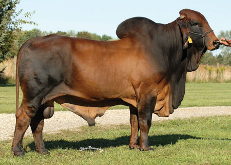 VL ROJO DESIGNER 28/3