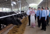 Hiệu quả từ nghề chăn nuôi bò sữa